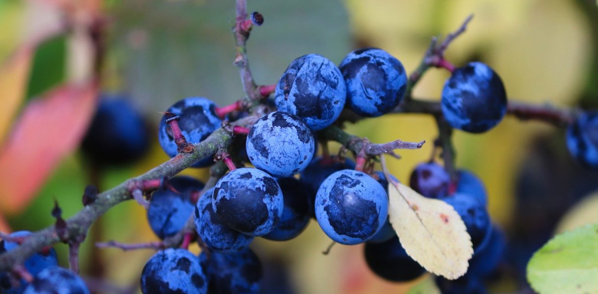 Schlehenlikör nach Omas Rezept mit Rotwein - Lecker und einfach